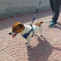 Jack Russell per accoppiamento