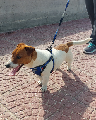 Jack Russell per accoppiamento