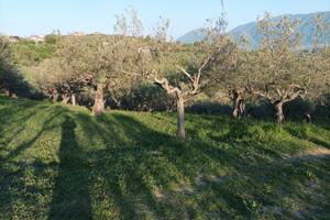 Oliveto secolare