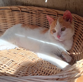 Gattino bianco-arancio coccolone