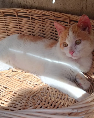 Gattino bianco-arancio coccolone