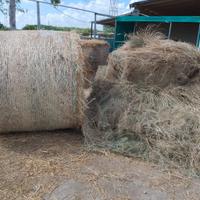Fieno sottile per cavalli