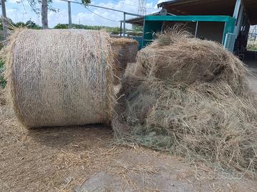 Fieno sottile per cavalli