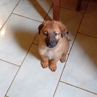 Cuccioli pastore