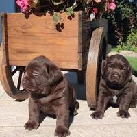 Labrador Cioccolato / Riproduttori Selezionati