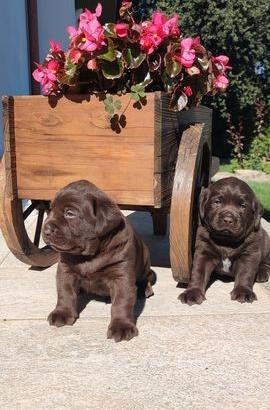 Labrador Cioccolato / Riproduttori Selezionati