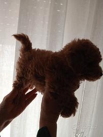 Barboncino Toy red