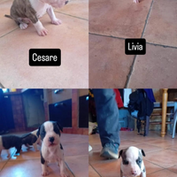 Cuccioli di Amstaff