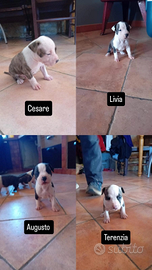 Cuccioli di Amstaff