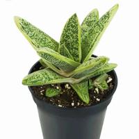 Gasteria Little Warty Pianta Grassa Succulenta 