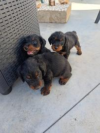 Jagd terrier originali