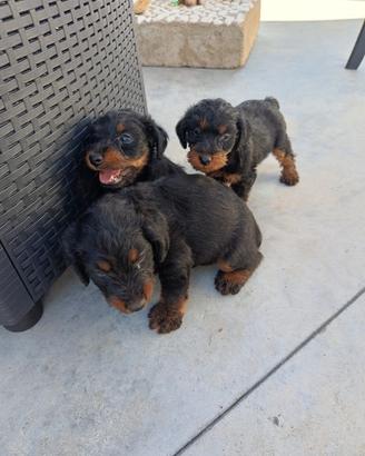 Jagd terrier originali