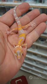 Geco leopardino