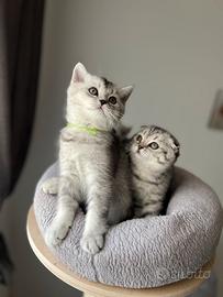 Maschio Scottish Straight