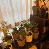 Bonsai ficus ginseng