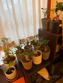 Bonsai ficus ginseng