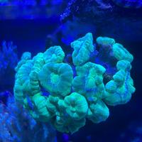 Coralli molli lps e montipora