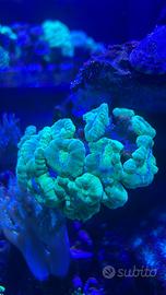 Coralli molli lps e montipora