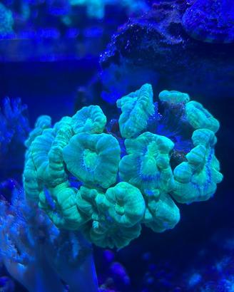Coralli molli lps e montipora
