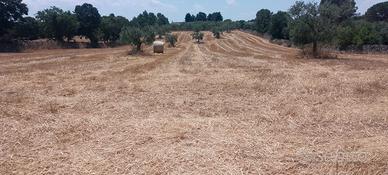 Terreni agricoli