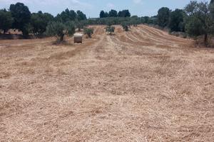 Terreni agricoli