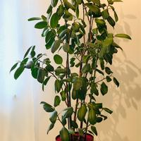 Pianta ficus