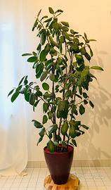 Pianta ficus