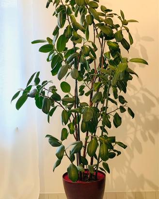 Pianta ficus