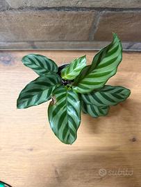 Calathea freddie