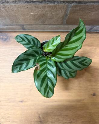 Calathea freddie