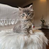 Gatto siberiano