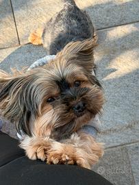 Yorkshire terrier nano