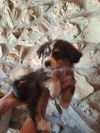 Cuccioli di pastore australiano