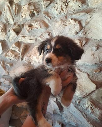 Cuccioli di pastore australiano