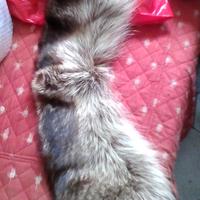 Collo VERA MARMOTTA+altri colli +Accessori inverno