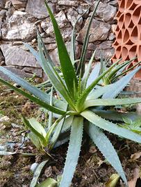 Aloe vera