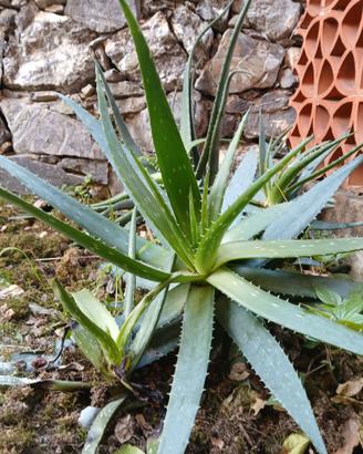 Aloe vera