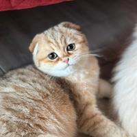 Scottish fold