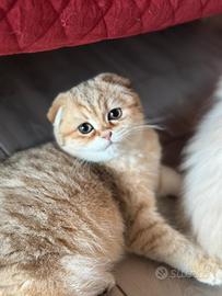 Scottish fold
