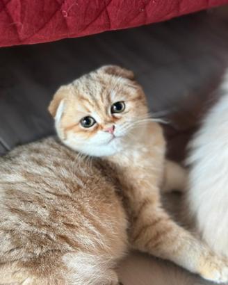 Scottish fold