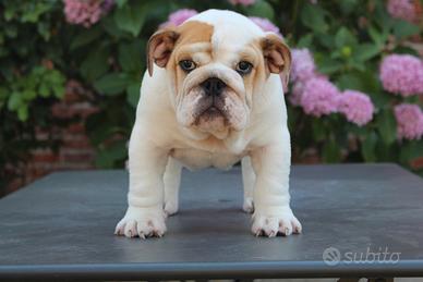 Cucciolo bulldog inglese