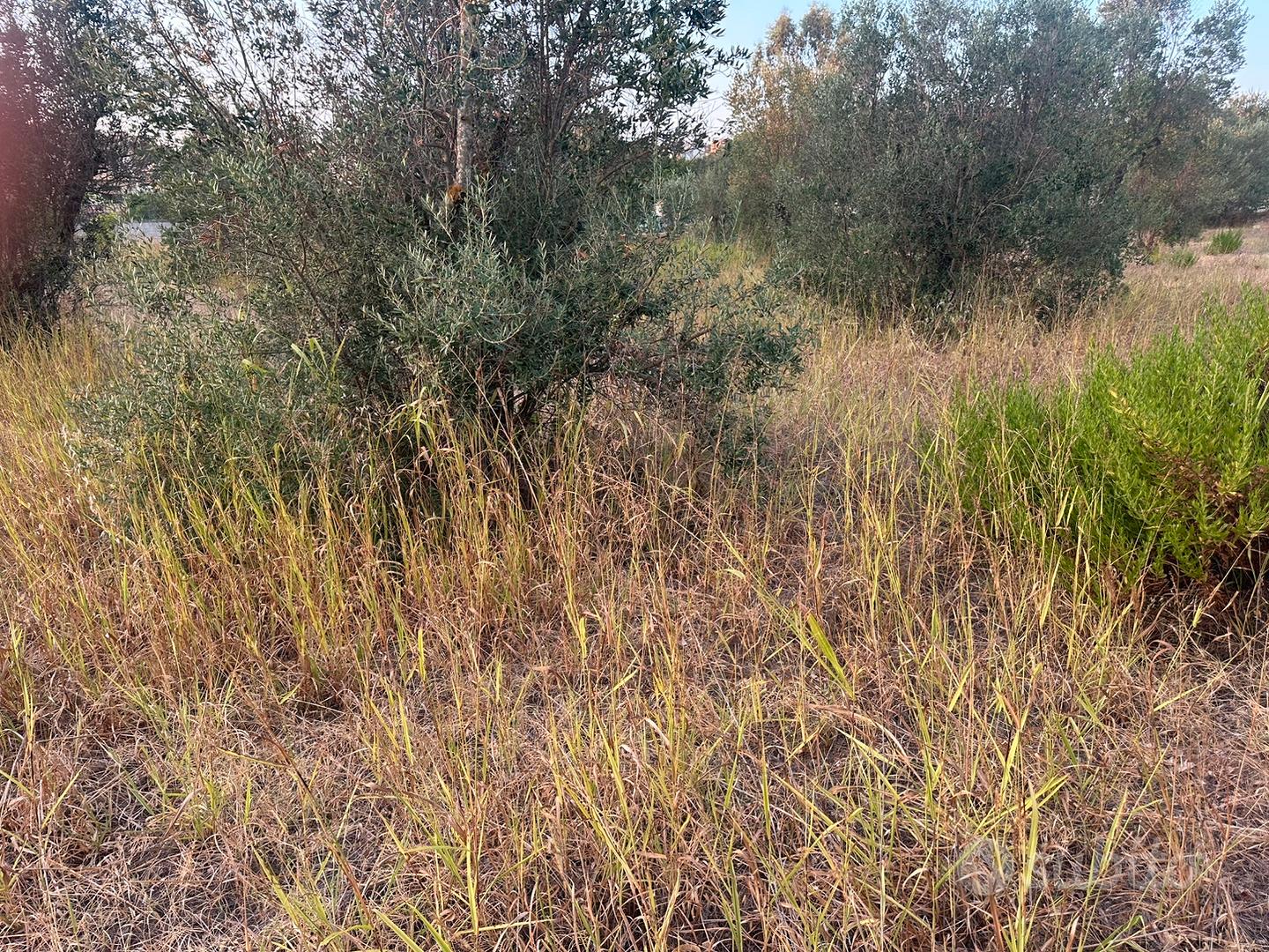 Terreno agricolo - Vista 2