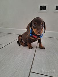 Cuccioli bassotti piccoli Toy Kaninchen nano