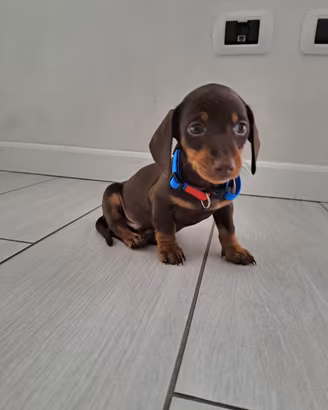 Cuccioli bassotti piccoli Toy Kaninchen nano