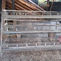 Gabbia conigli