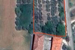 Terreno agricolo con ulivi e pozzo