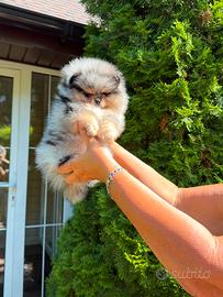 Esclusive cuccioli spitz nano / Pomerania