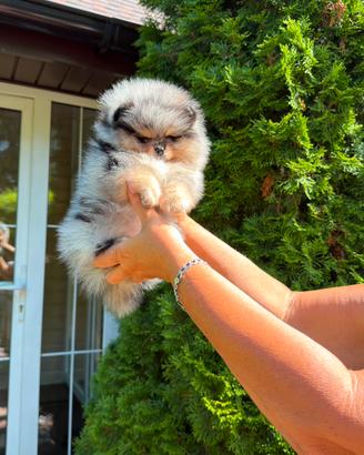 Esclusive cuccioli spitz nano / Pomerania
