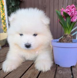 Samoiedo con pedigree Enci