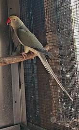Parrocchetto dal collare cleartail
